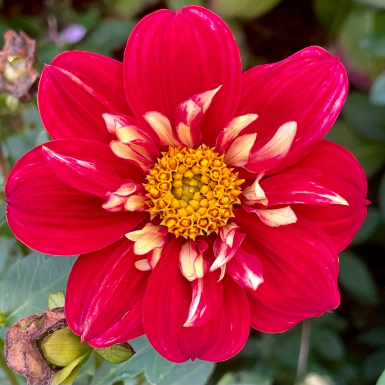 plant image 1726784