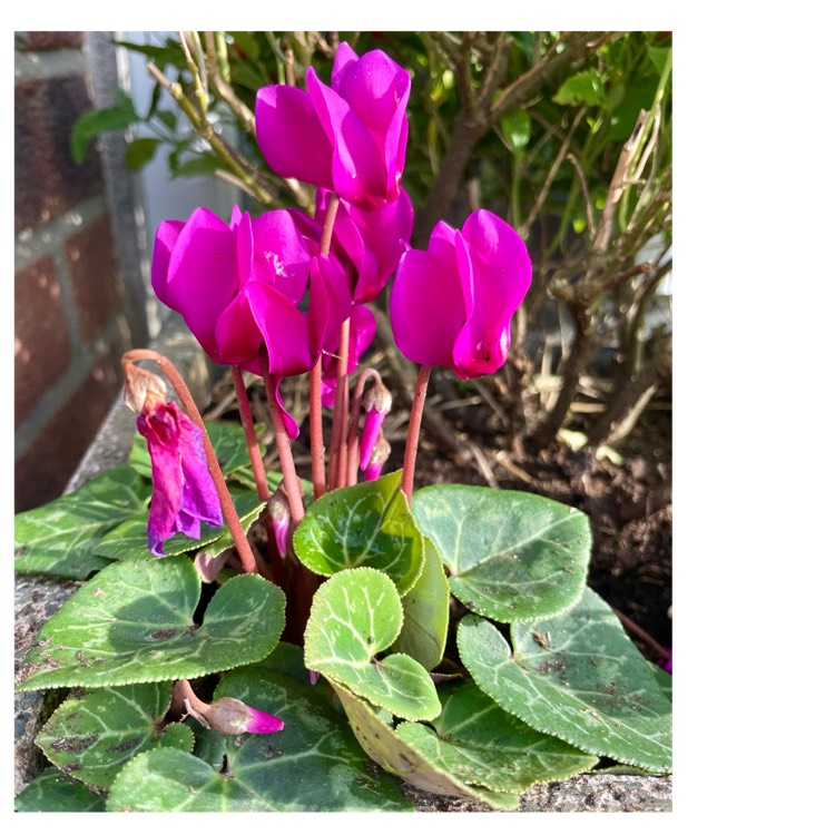 plant image 1728148 plant image 1728148