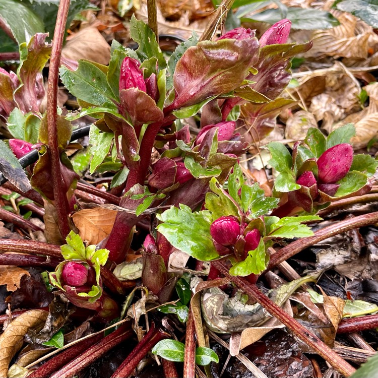 plant image 1729062 plant image 1729062