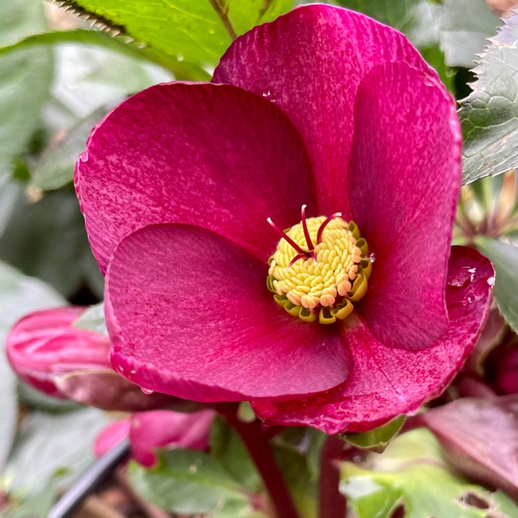 plant image 1729284 plant image 1729284