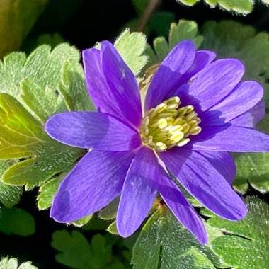Anemone De Caen (Mix)