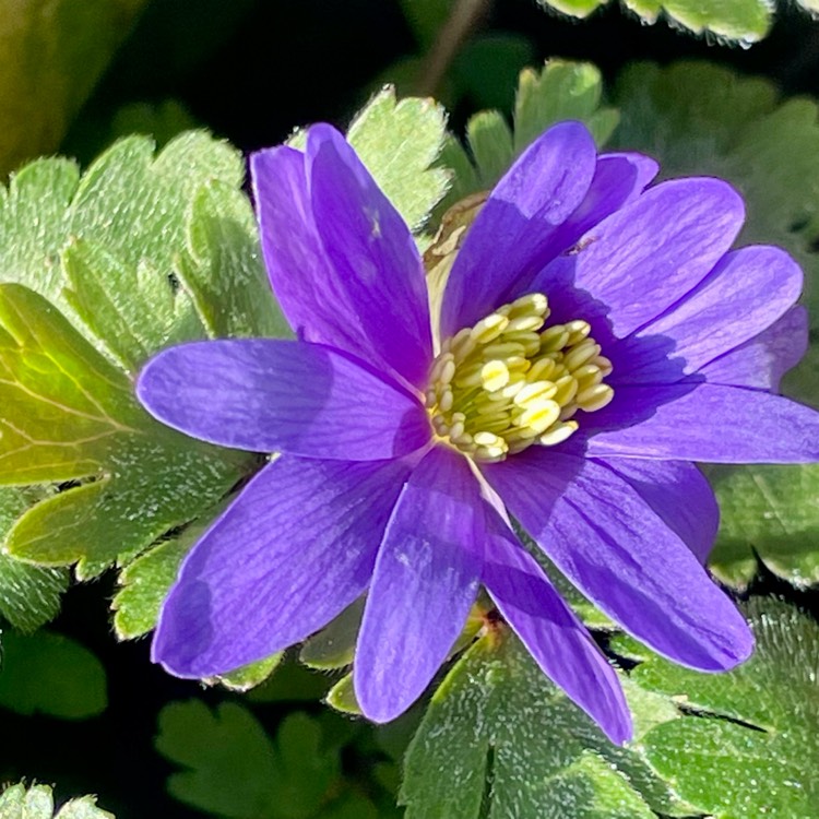 plant image 1730872