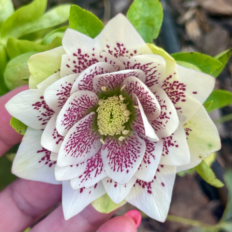 plant image 1730876