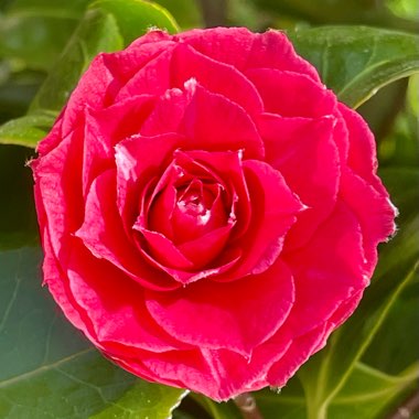 Camellia 'Madame de Strekaloff'