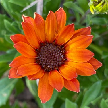 African Daisy