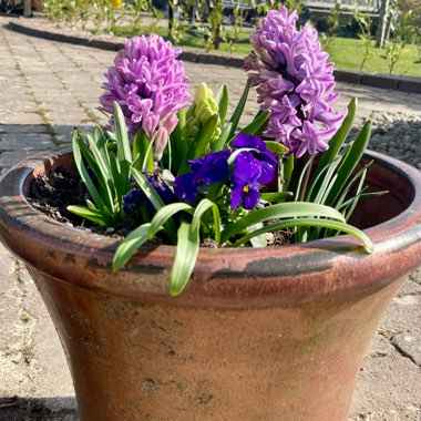 Deborah's garden