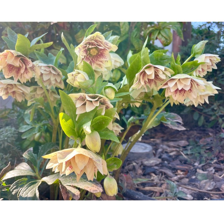 plant image 1731352
