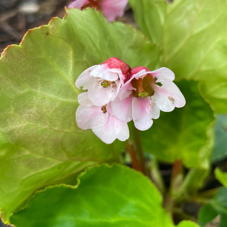 plant image 1731741 plant image 1731741
