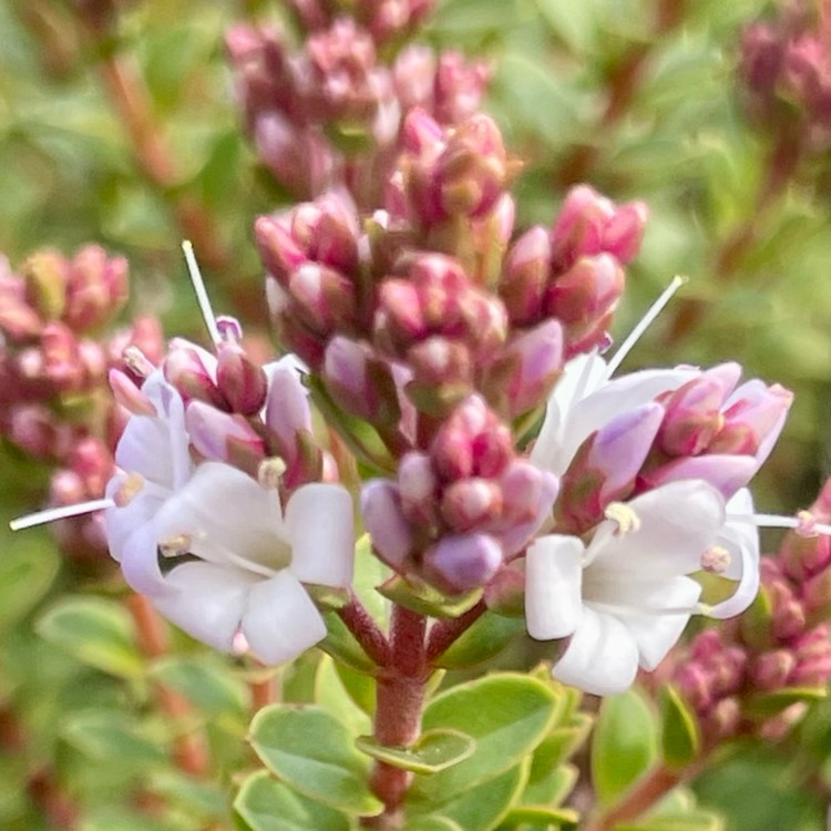 plant image 1731963