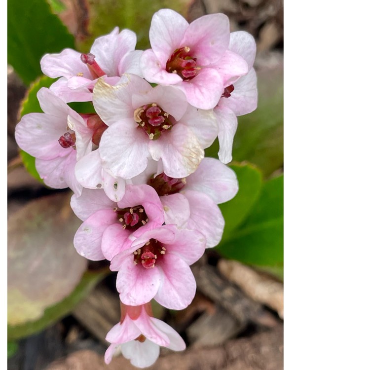 plant image 1732288 plant image 1732288