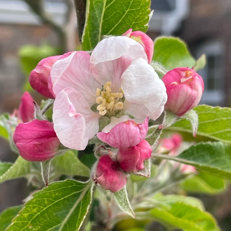 plant image 1732439 plant image 1732439