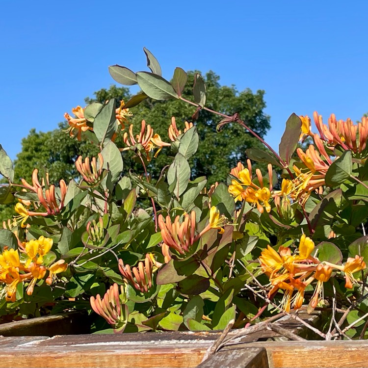 plant image 1734831 plant image 1734831