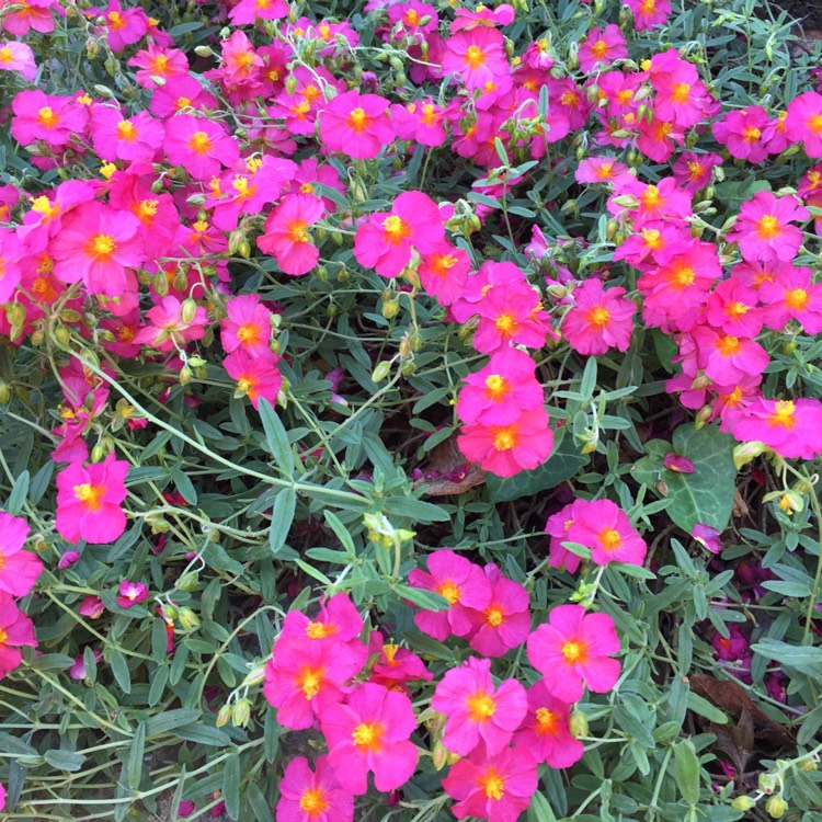 plant image 450596