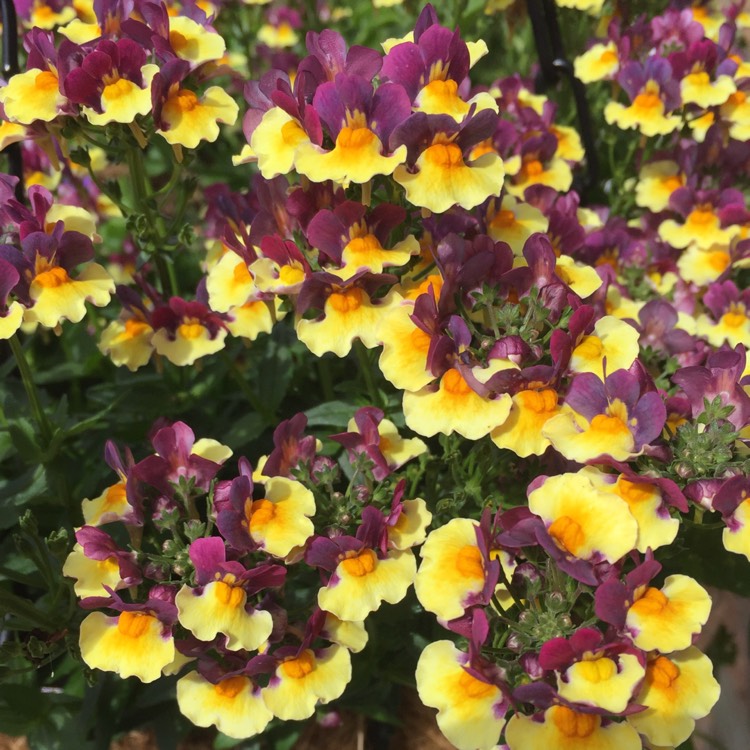 Plant image Nemesia aroma 'Rhubarb And Custard'