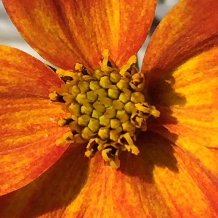 Plant image Bidens triplinervia Hawaiian Flare series 'Orange Yellow Blush'