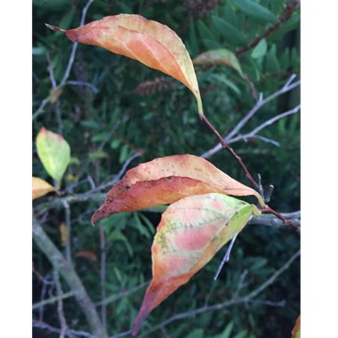 Styrax Japonicus