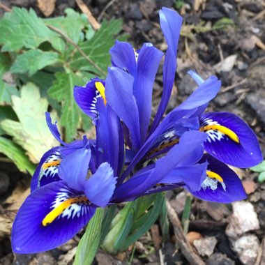 Iris histrioides 'Lady Beatrix Stanley' syn. Iris 'Lady Beatrix Stanley', Iris reticulata 'Lady Beatrix Stanley'