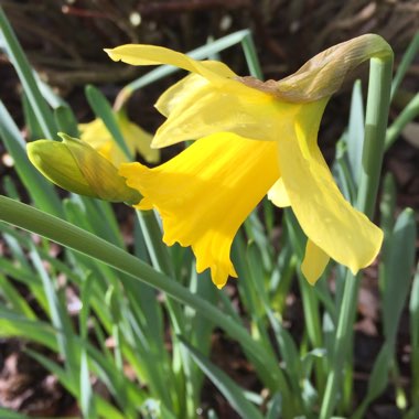 Narcissus
