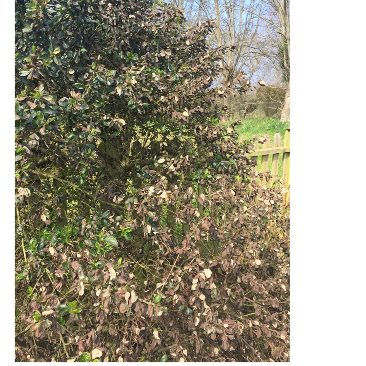 plant image 640427