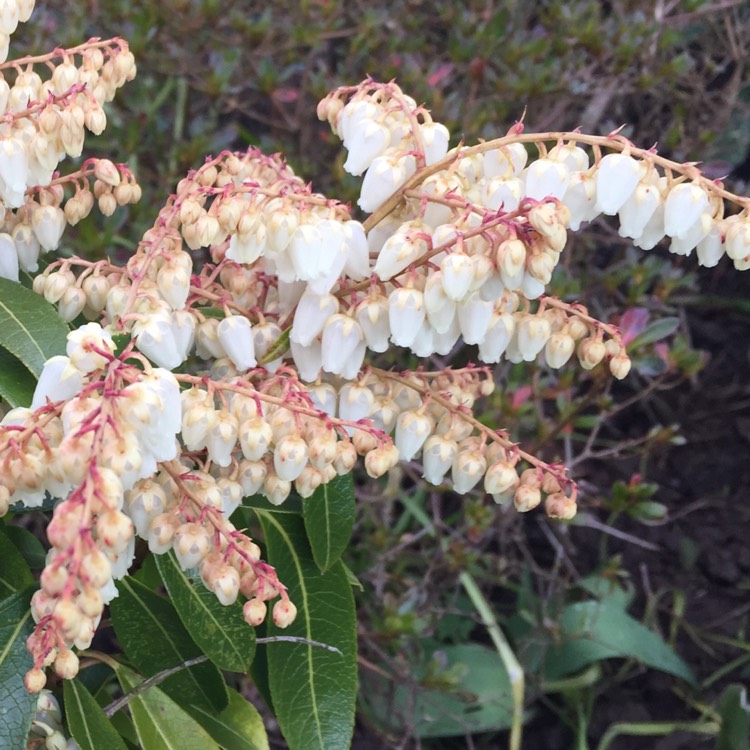plant image 645756 plant image 645756