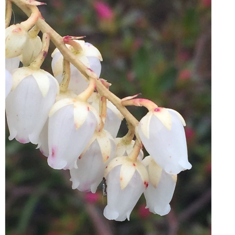 plant image 657666 plant image 657666