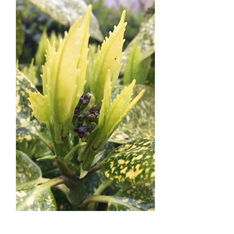 plant image 659845