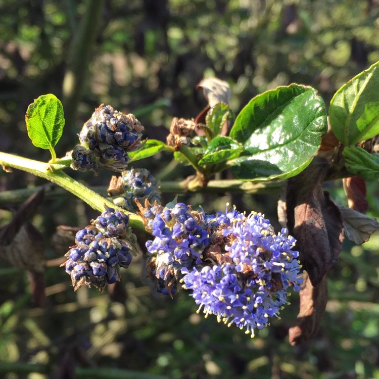 plant image 666718