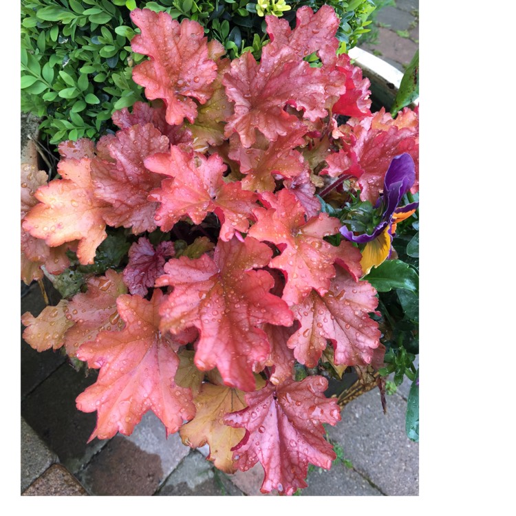 plant image 675390