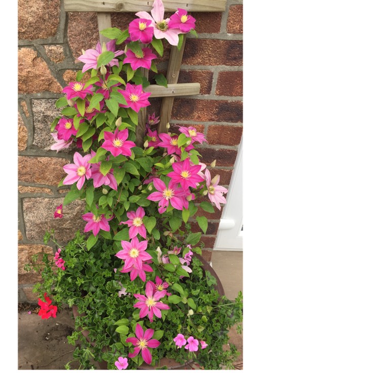 plant image 724217 plant image 724217
