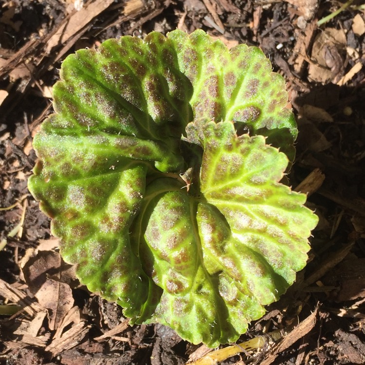 plant image 726231 plant image 726231
