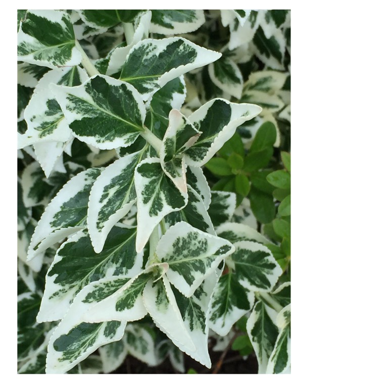 plant image 739072 plant image 739072