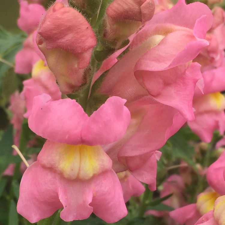 plant image 747685 plant image 747685