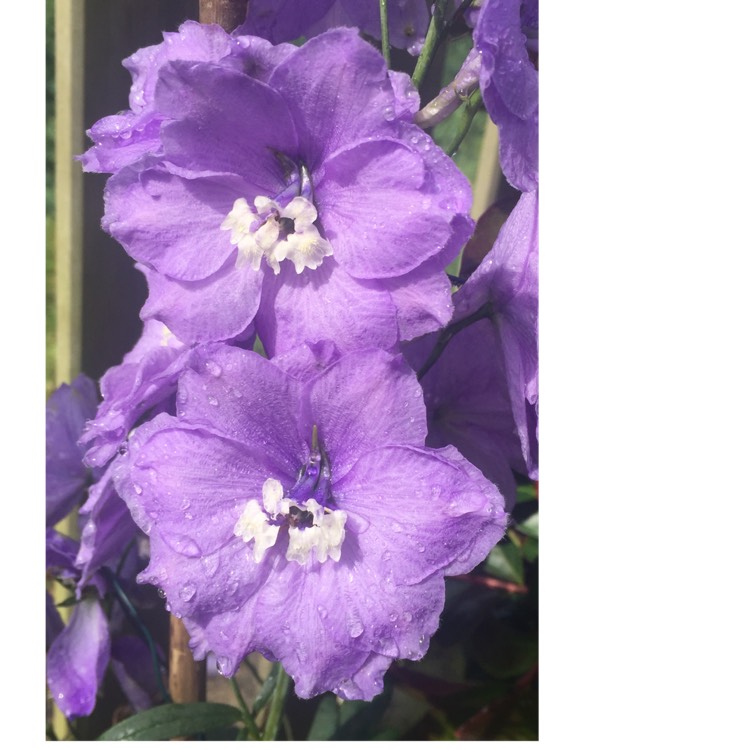 plant image 770200