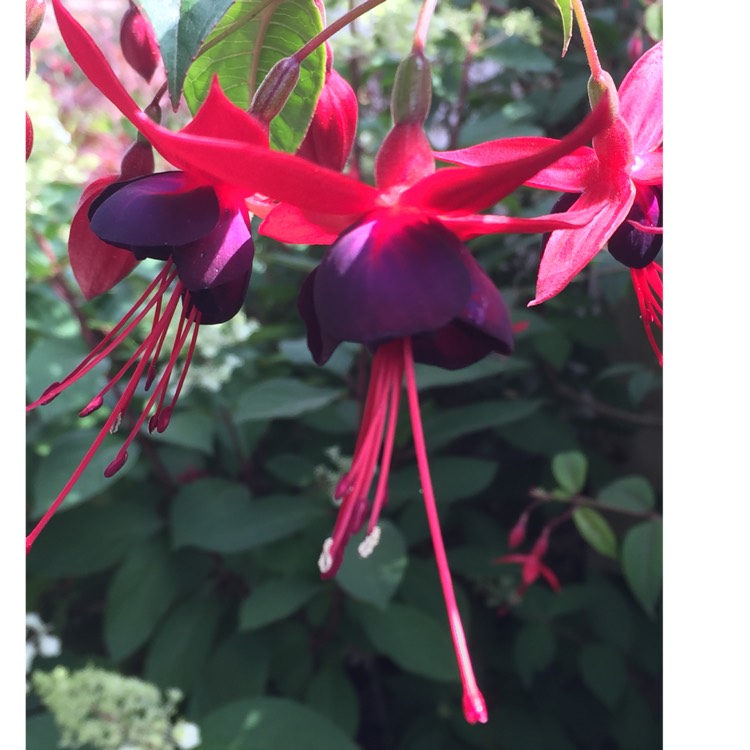 plant image 791392 plant image 791392