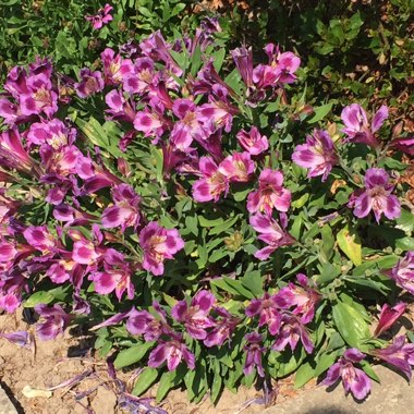 Alstroemeria