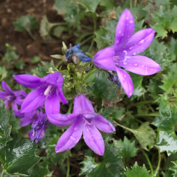 plant image 812149 plant image 812149