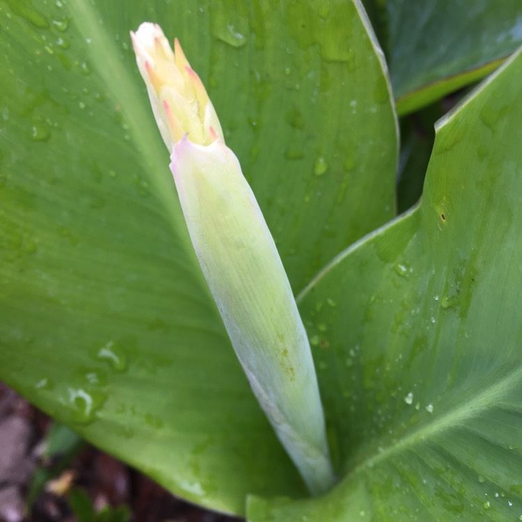plant image 812151 plant image 812151
