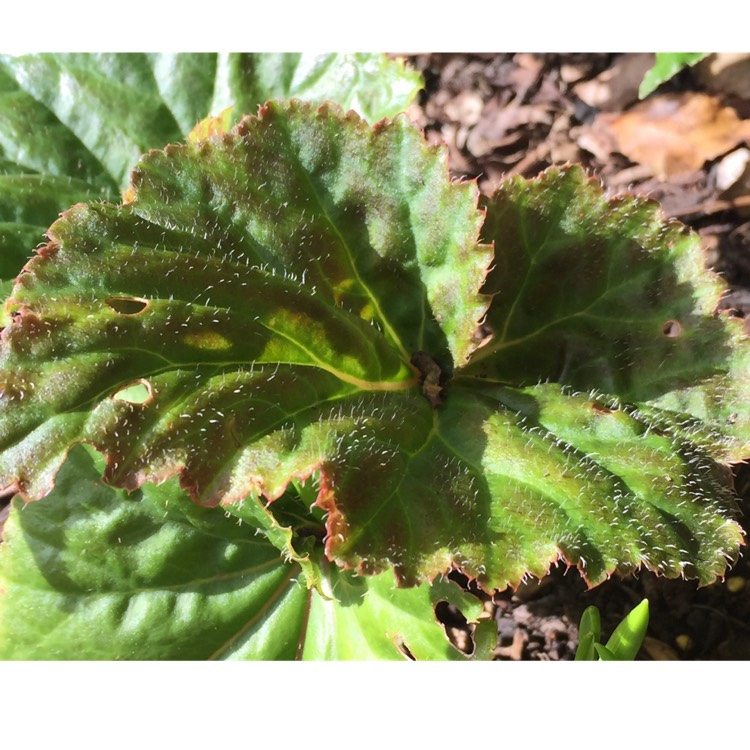 plant image 821320 plant image 821320
