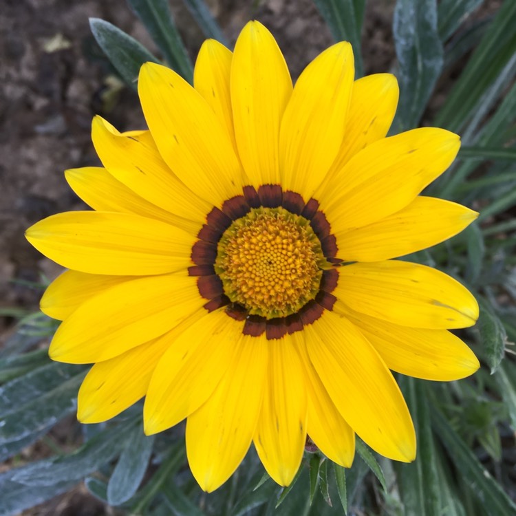 plant image 830165