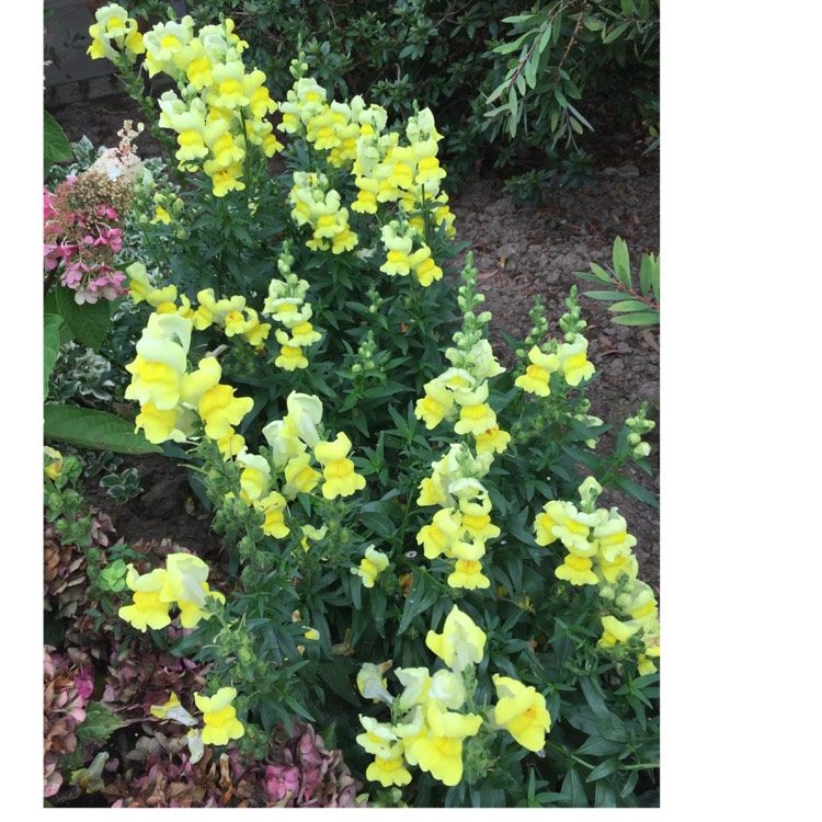 plant image 830381 plant image 830381