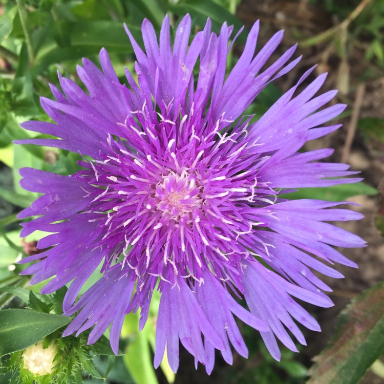 plant image 842848 plant image 842848