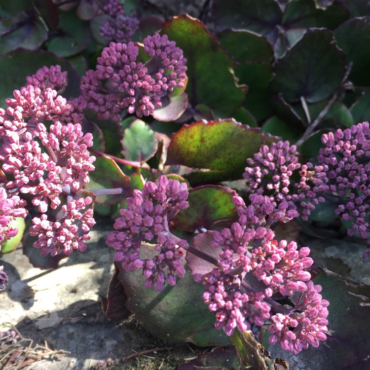 plant image 843539 plant image 843539