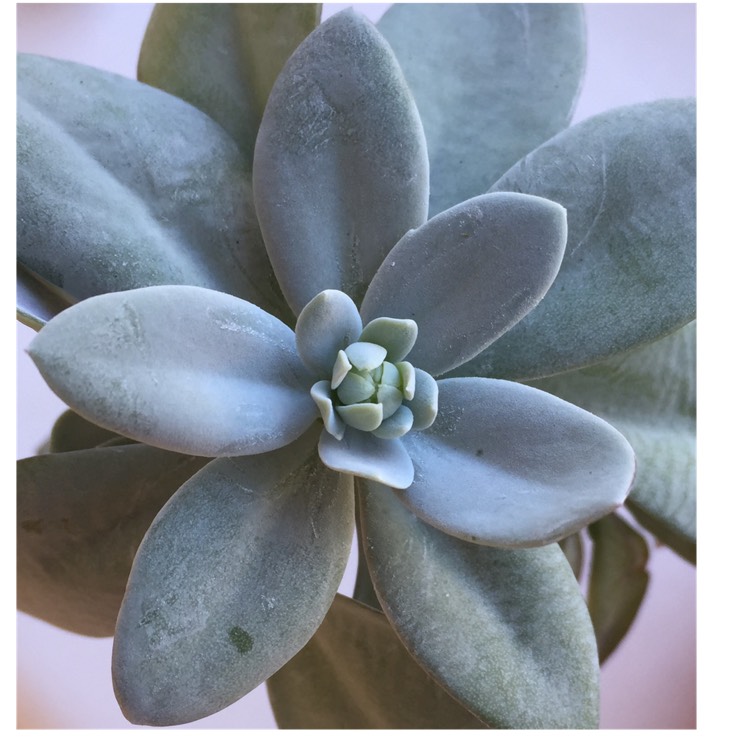 plant image 843553 plant image 843553