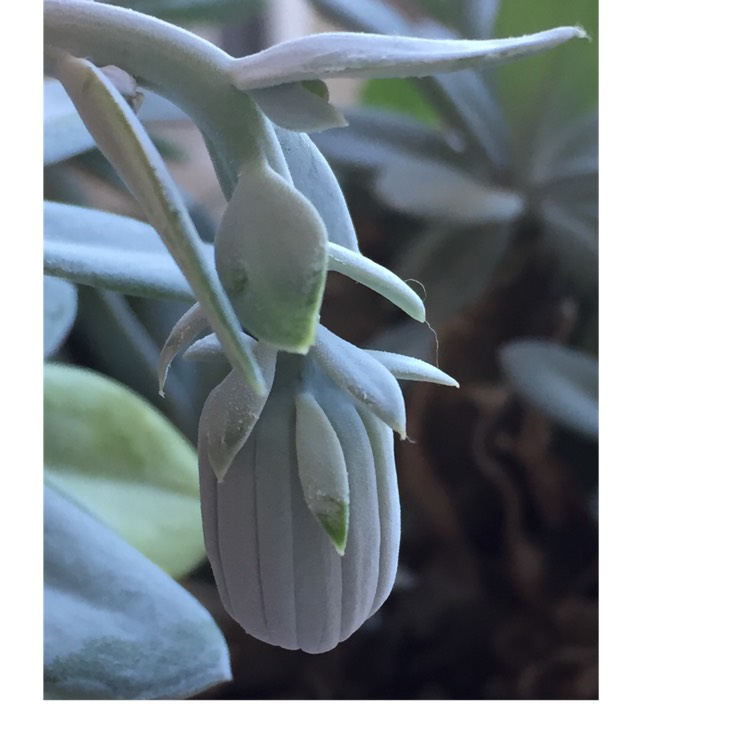 plant image 843556 plant image 843556