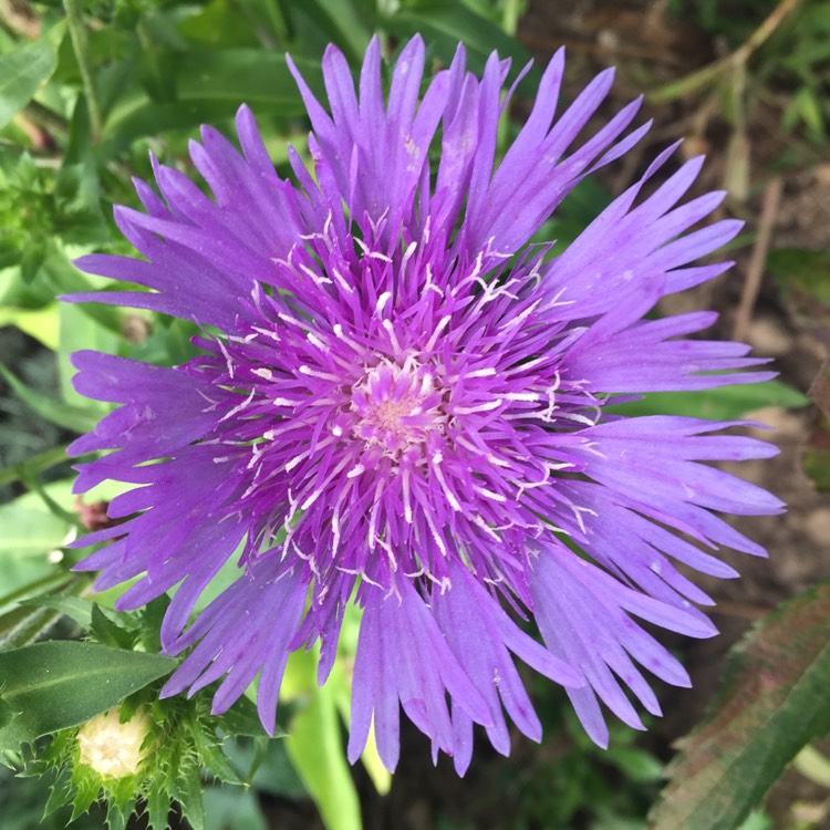plant image 846959 plant image 846959