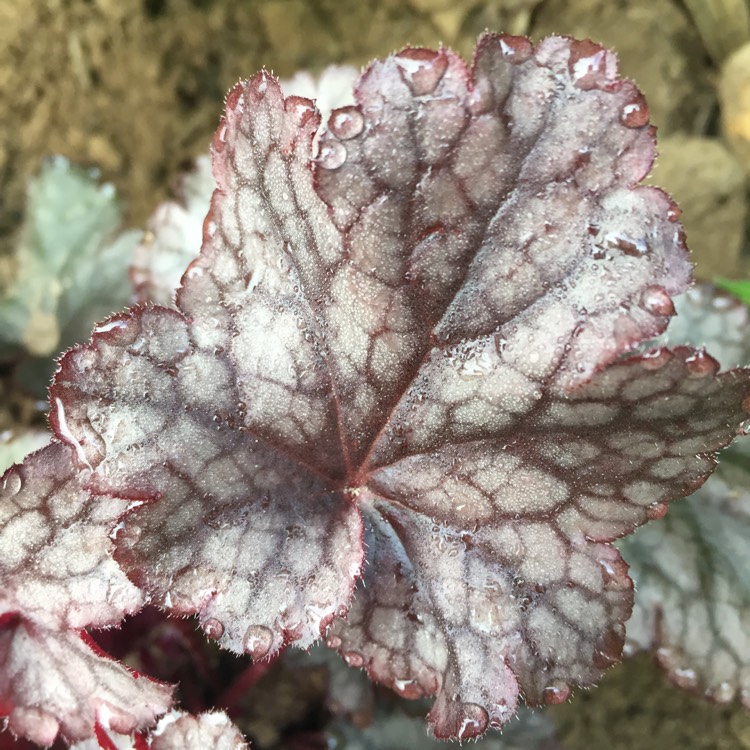 Plant image Heuchera 'Plum Pudding'