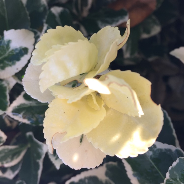 Plant image Euonymus fortunei 'Silver Queen'
