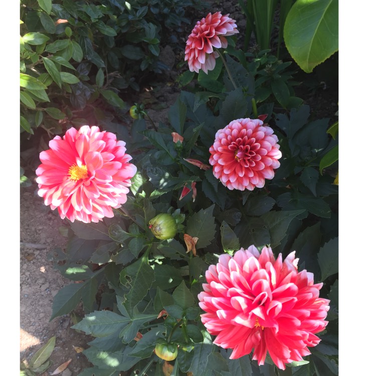 plant image 851255 plant image 851255