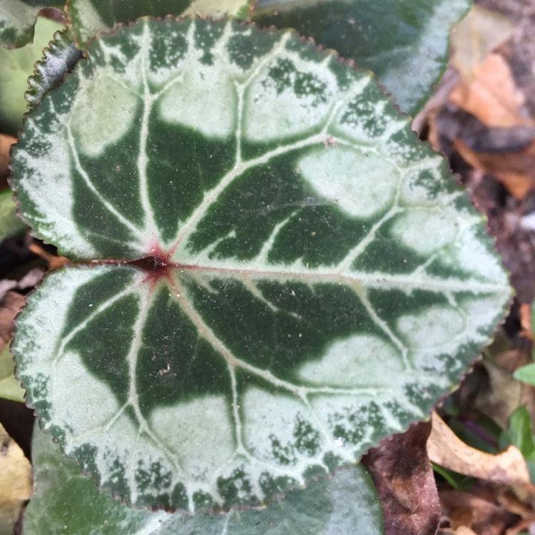 plant image 853427 plant image 853427