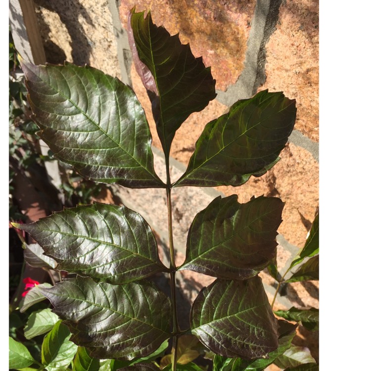 plant image 853435 plant image 853435